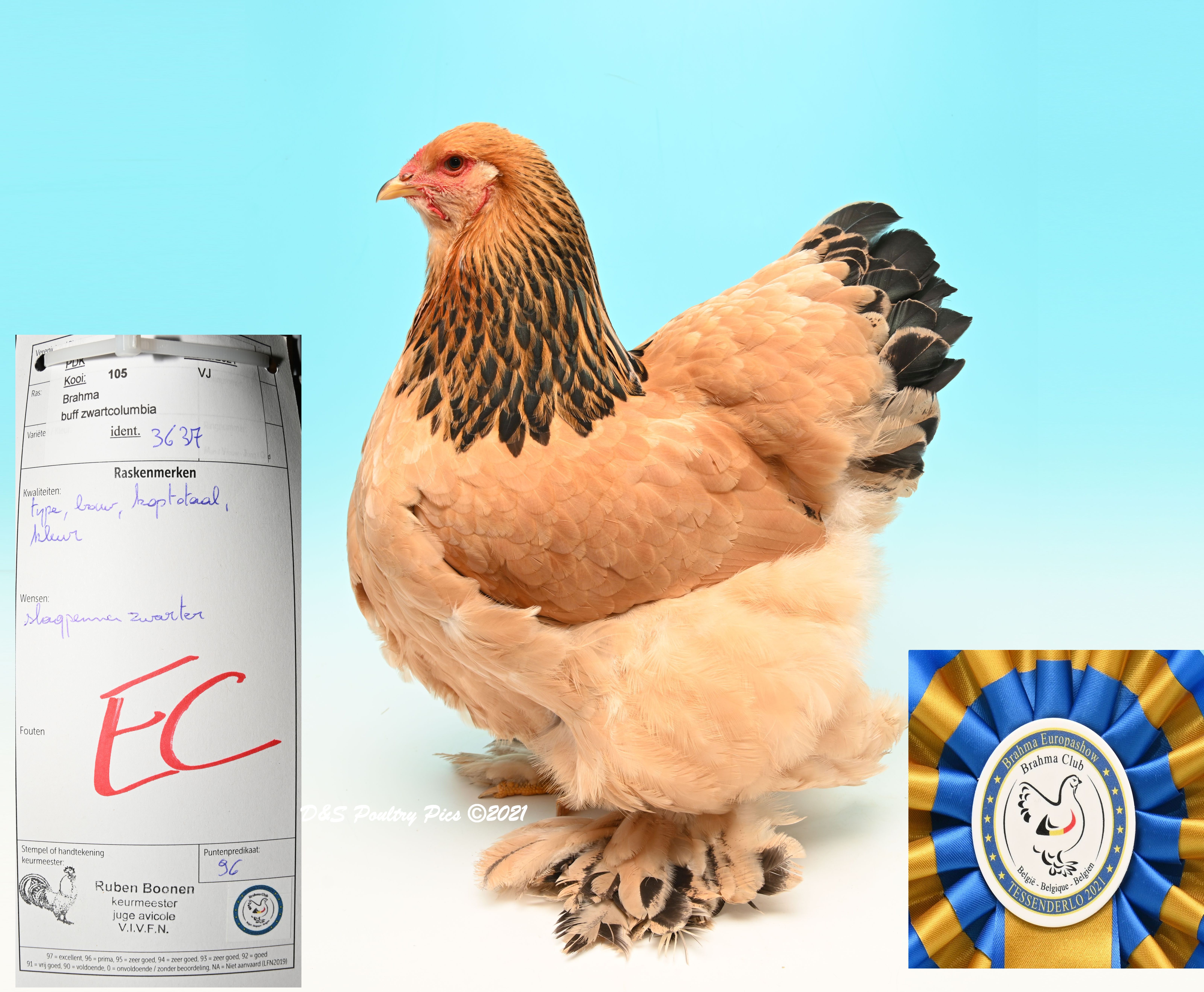 Beste Buff zwartcolumbia hen