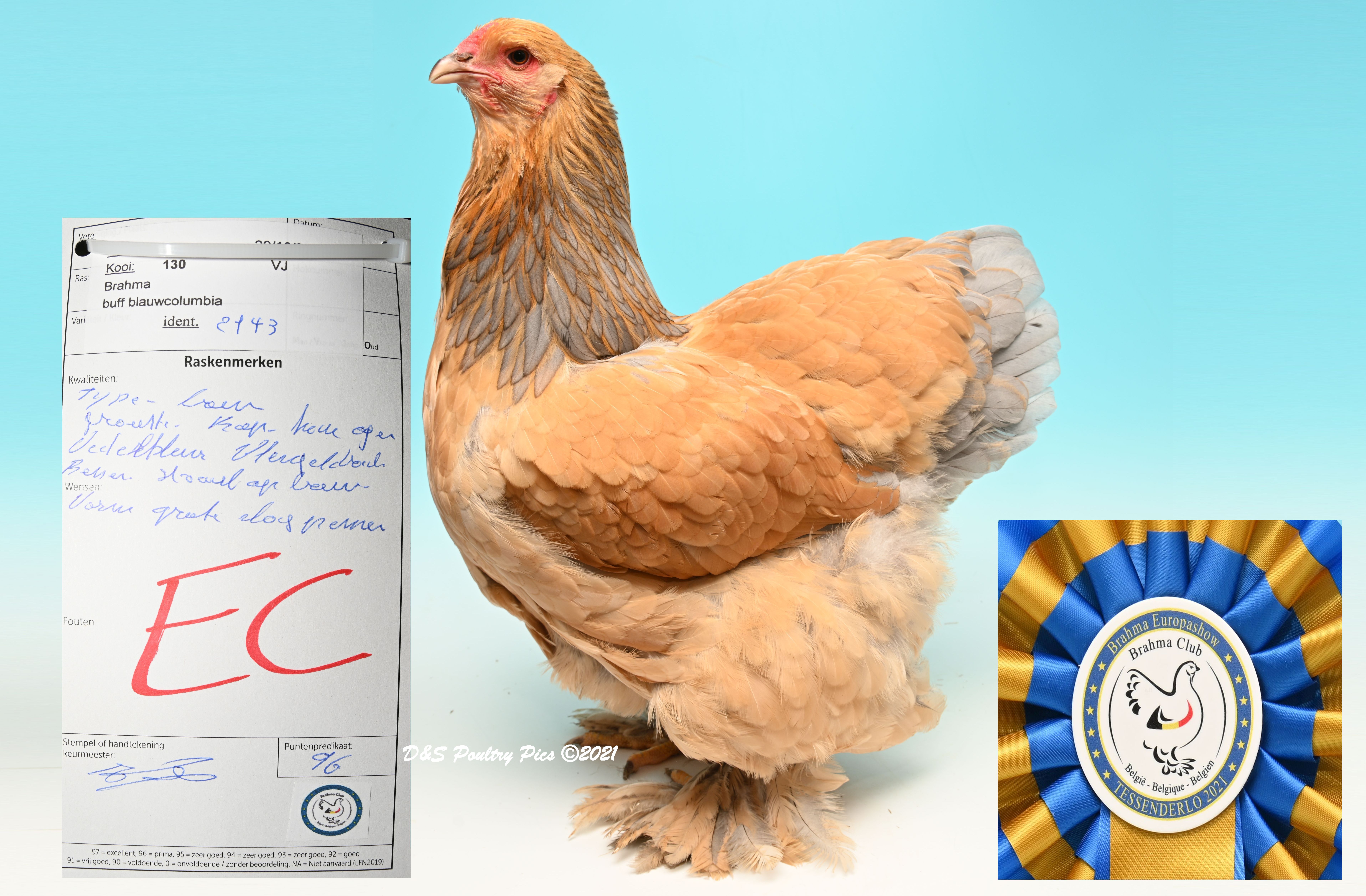 Beste Buff blauwcolumbia hen