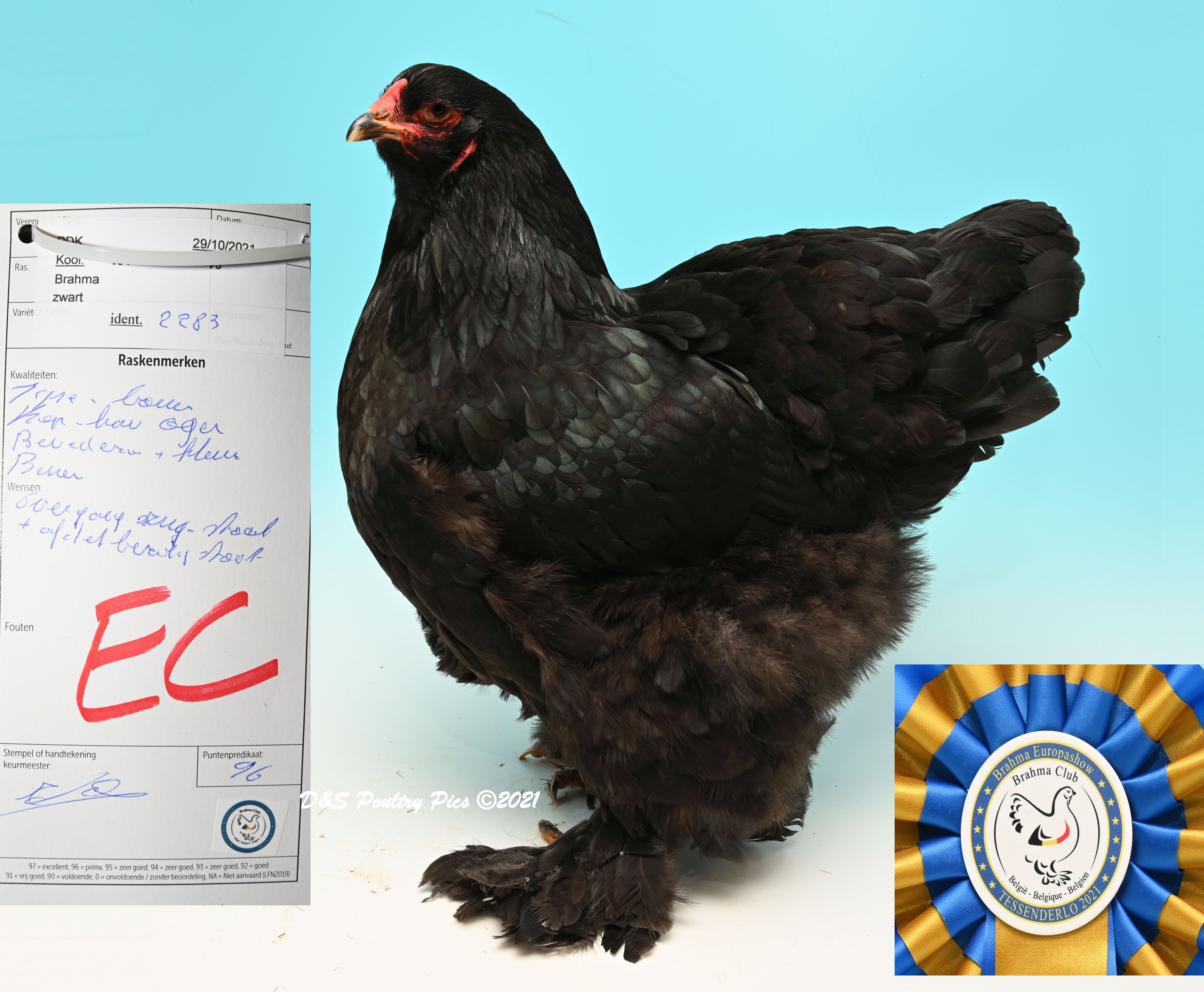 Beste zwarte hen